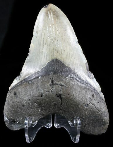 Bargain, Megalodon Tooth - North Carolina #51003